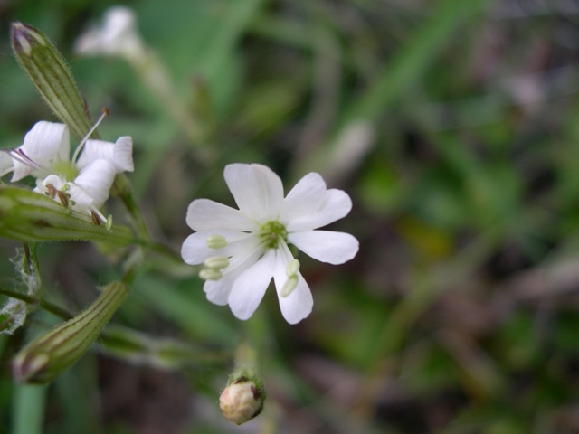 Silene alba